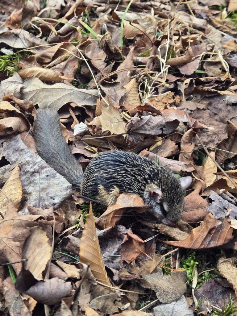 flying squirrel closeup